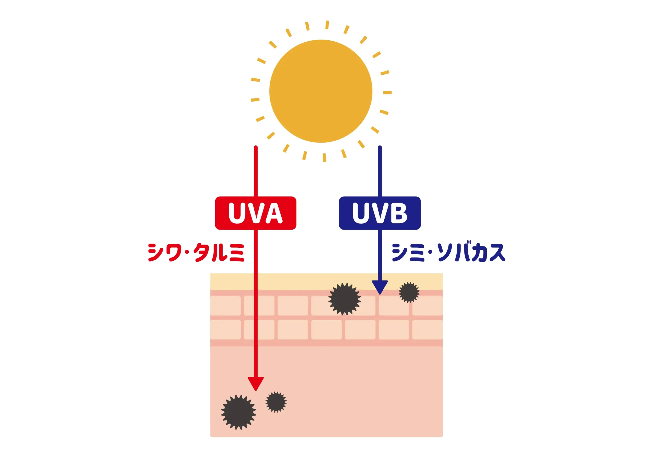 UVAとUVBが肌に届く深さの違いを示した図