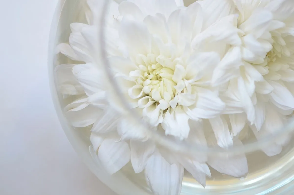 水を張った器に浮かぶ白い菊の花
